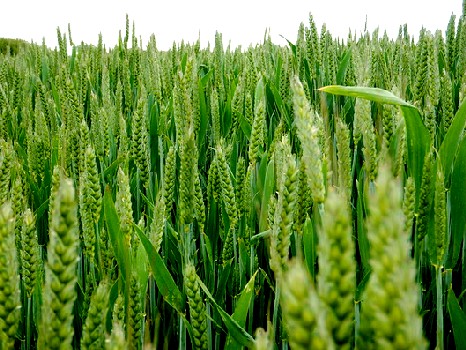 Ears of Triticum Aestivum